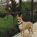 Quinton standing tall on the lanai.