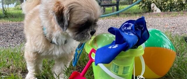 Rio sniffing the beach toys.