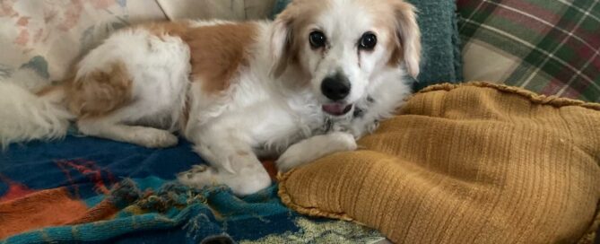 Rusty laid on the couch, head up, looking at the camera,