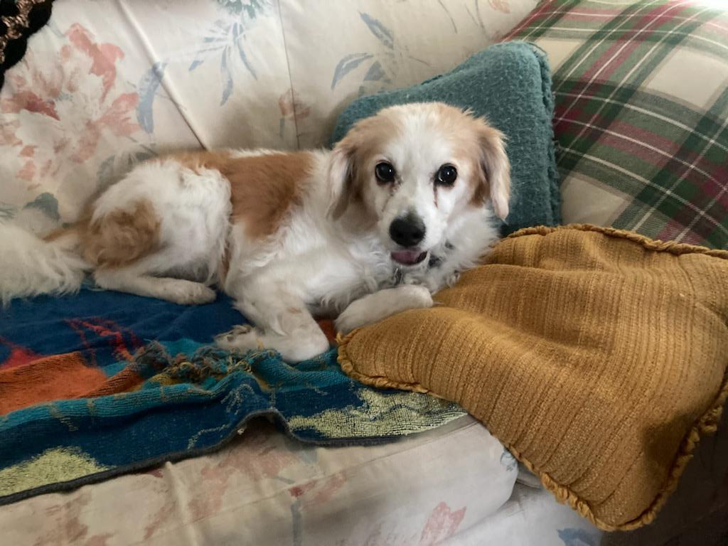 Rusty laid on the couch, head up, looking at the camera,