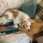 Rusty laid on the couch, head on a pillow.