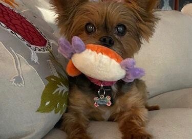 Tiki looking at the camera on the couch with a toy.