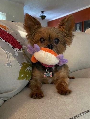 Tiki looking at the camera on the couch with a toy.