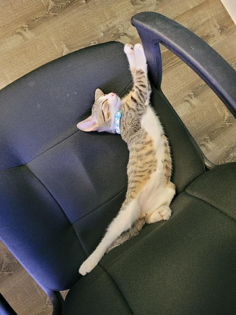 Willie stretched out a chair legs in the air.