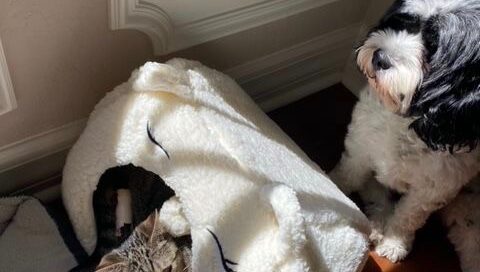 Belle in a bed tunnel with canine sibling beside.