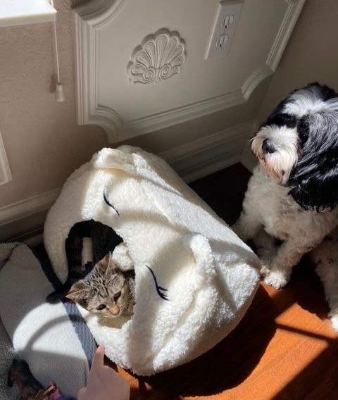 Belle in a bed tunnel with canine sibling beside.