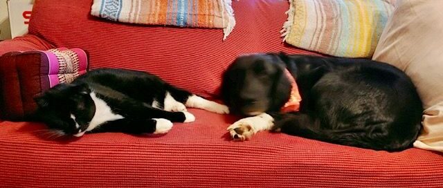 Pippa laying on the couch with her feline sister.