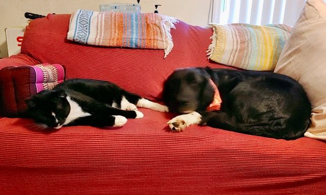 Pippa laying on the couch with her feline sister.