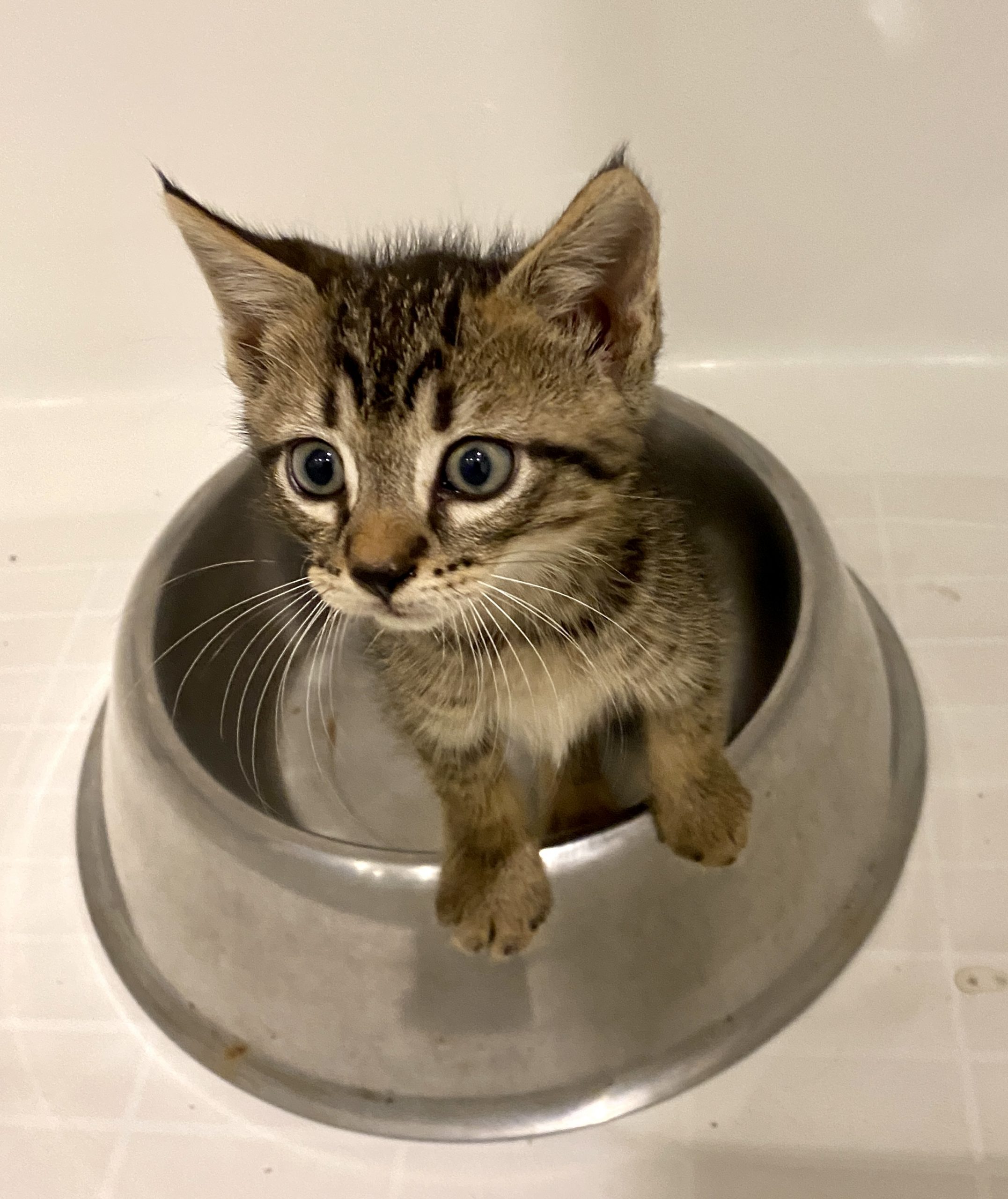 Ernie sitting in a food bowl.