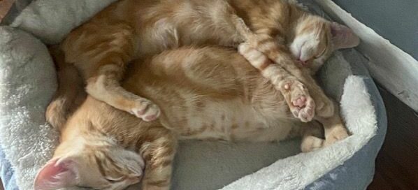 Hanky and Benji snuggled in a cat bed together.