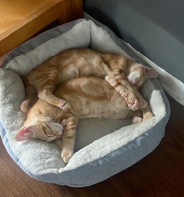 Hanky and Benji snuggled in a cat bed together.