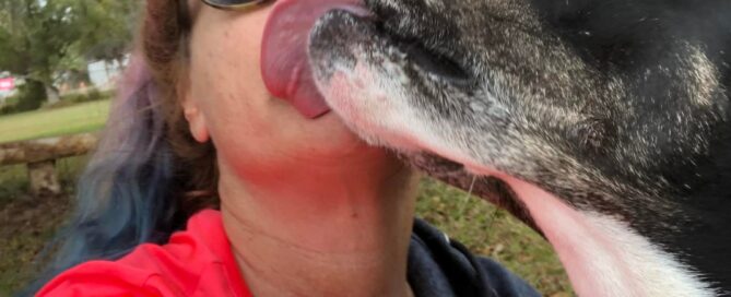 Kelly giving slobbering kisses to a volunteer.