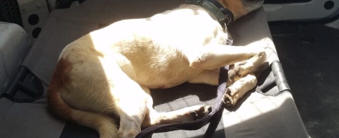 Kricket, totally relaxing, sleeping in the back of a vehicle.