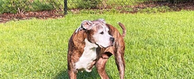 Mavis standing, showing missing front leg.