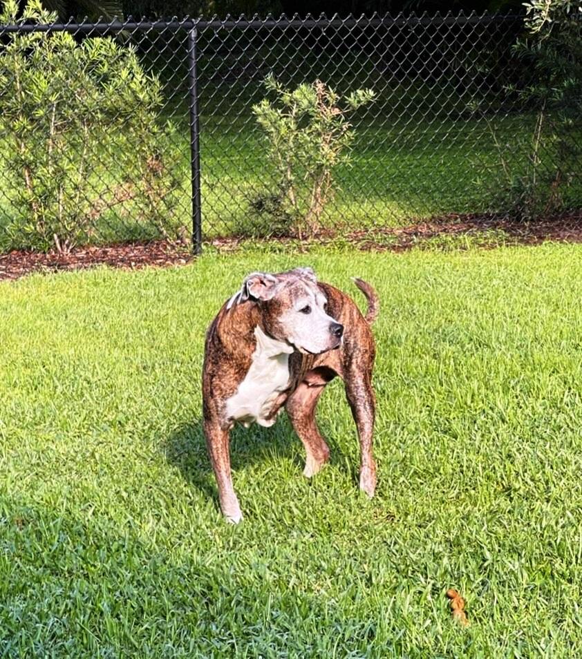 Mavis standing, showing missing front leg.