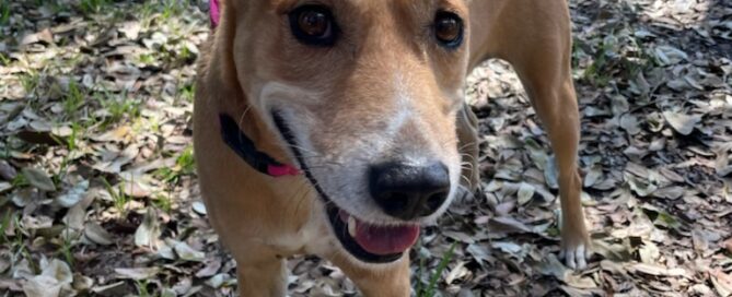 Meribell, ears up, looking at the camera.