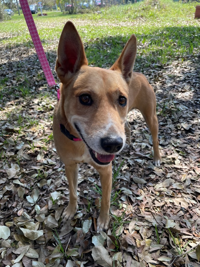 Meribell, ears up, looking at the camera.