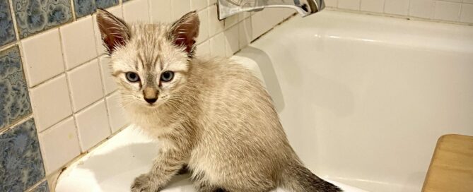 Oscar sitting on the side of the bathtub.