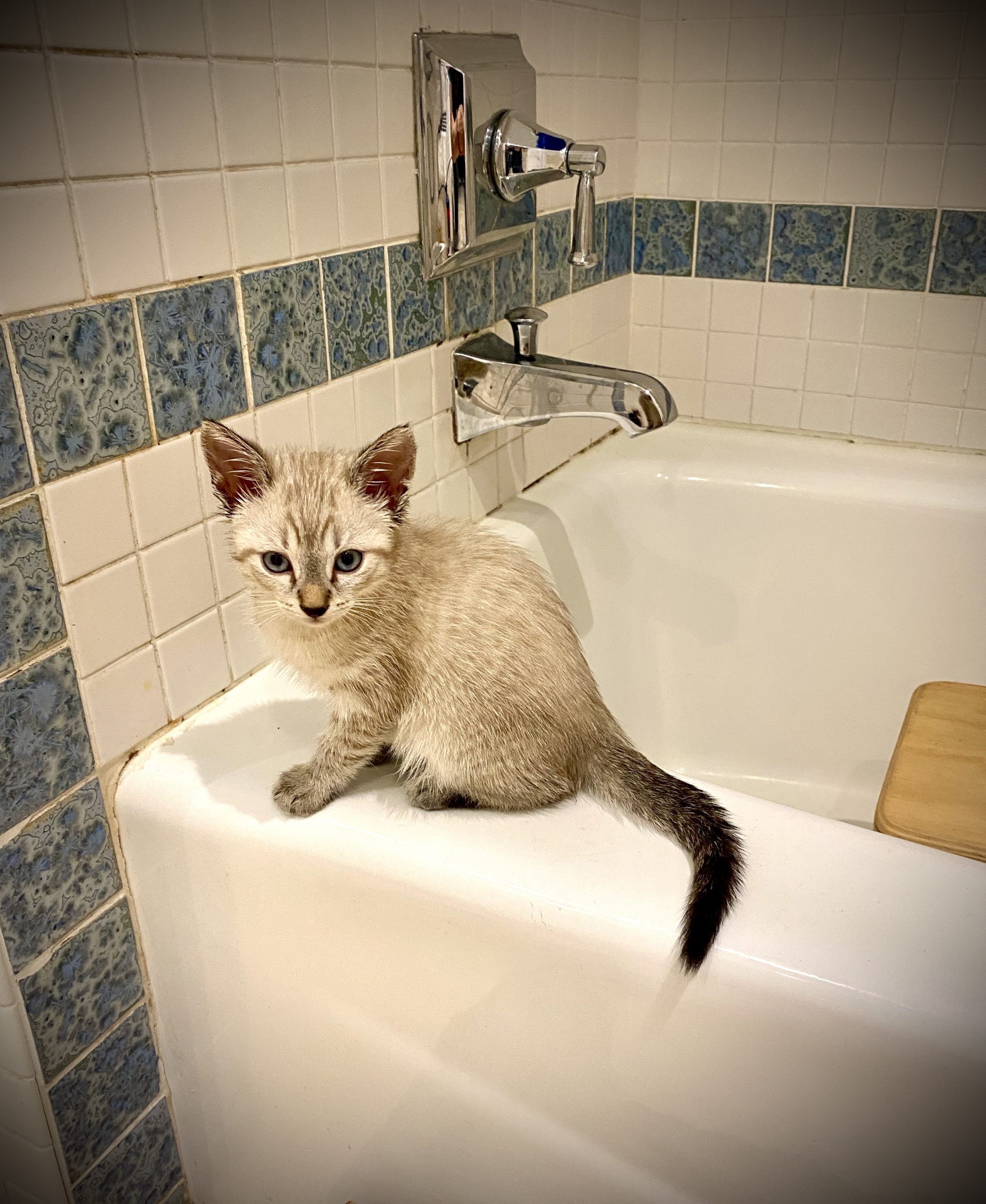 Oscar sitting on the side of the bathtub.