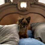 Princess on mom and dad's bed.