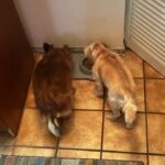 Princess eating beside one of her canine siblings.