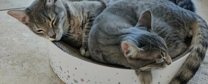 Rabbit and Roo snuggled in a bed together.