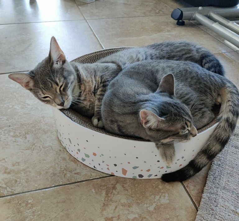 Rabbit and Roo snuggled in a bed together.