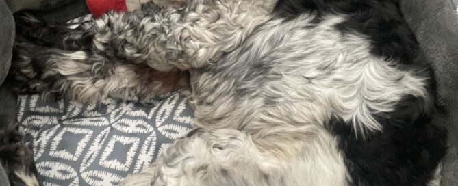 Arthur snuggling in a bed with a stuffy toy.