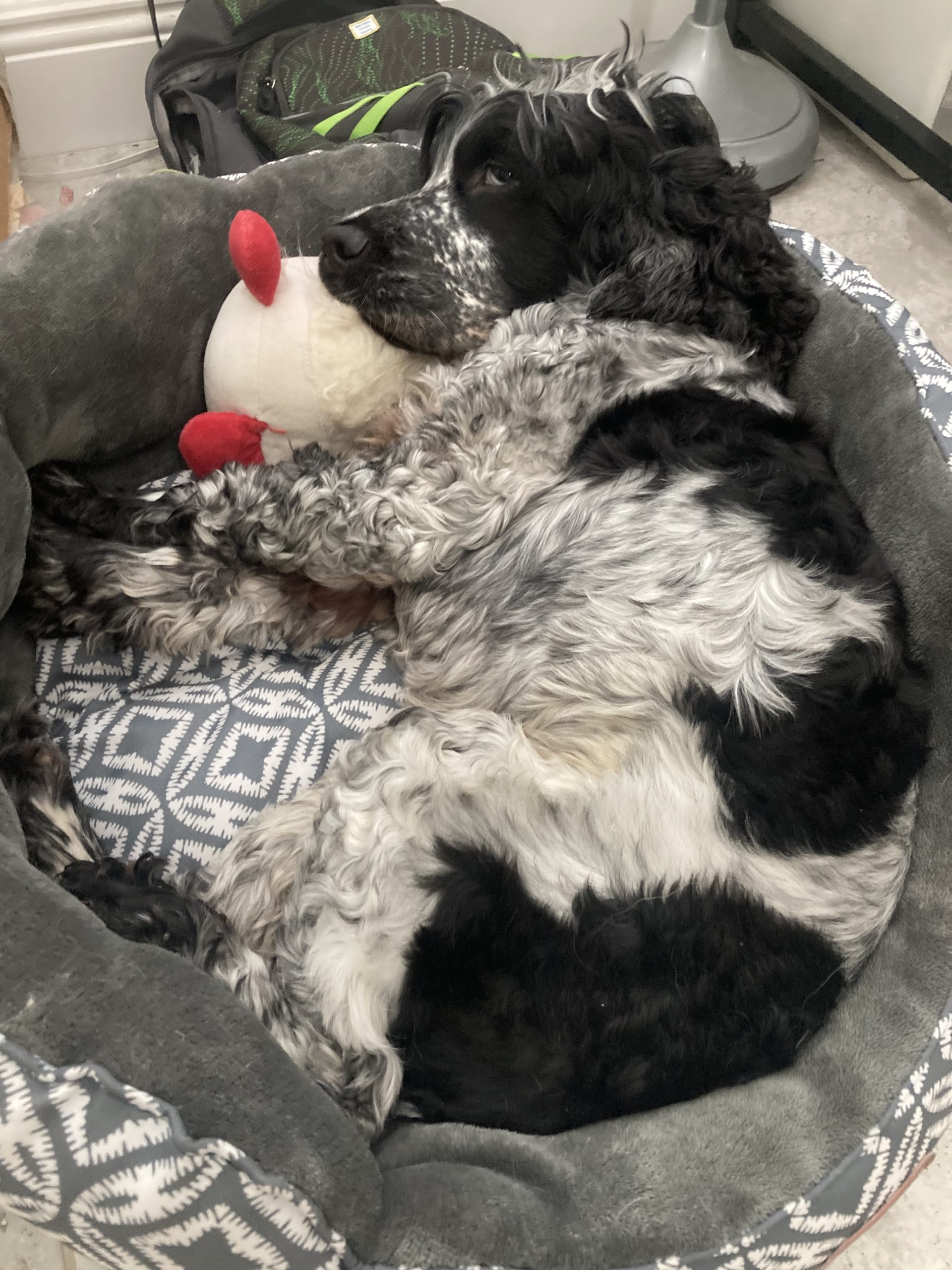 Arthur snuggling in a bed with a stuffy toy.