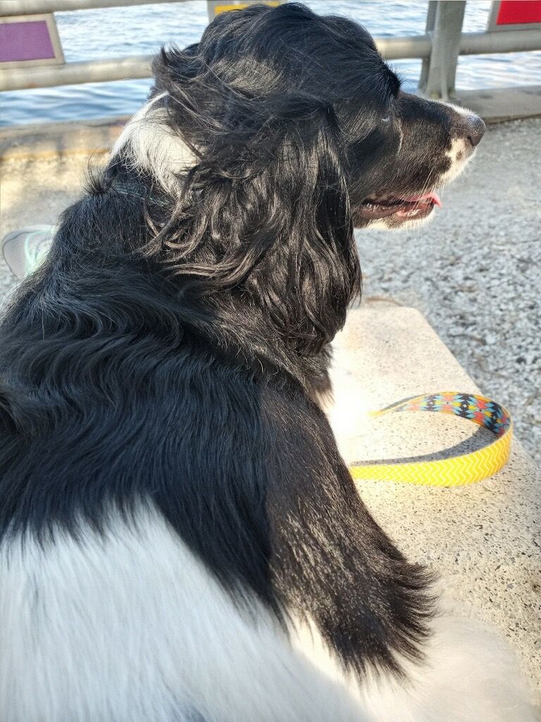 Belle on the beach