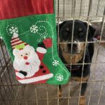 Bruisesr looking out of his kennel door, stocking hanging.