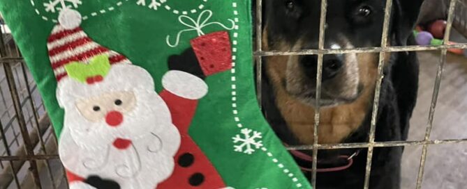 Bruisesr looking out of his kennel door, stocking hanging.