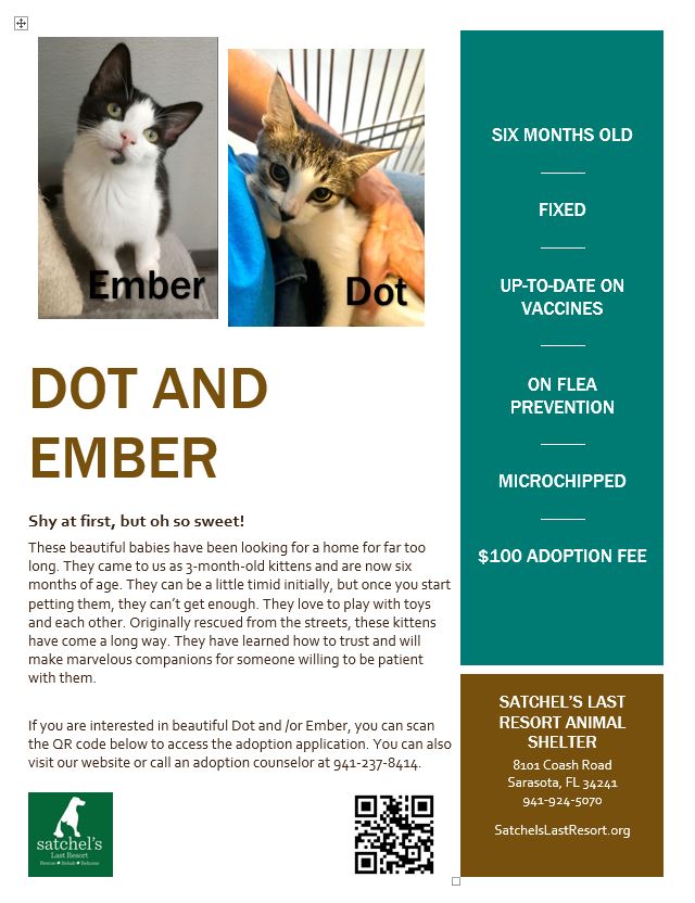 Dot and Ember flyer with details of cats.