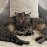 Hadley and Hudson laying heads together on the couch.