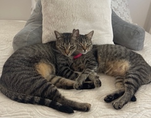 Hadley and Hudson laying heads together on the couch.