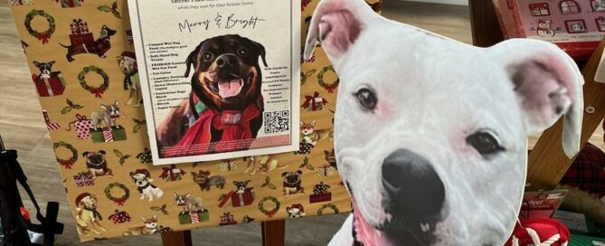 Satchel's Donation Box in the lobby at Happy Paws with dog cut out beside.