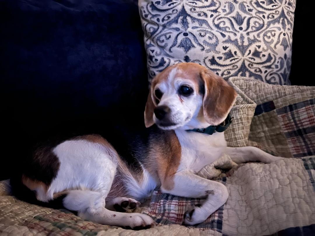 Lola sitting on the couch looking like a princess!