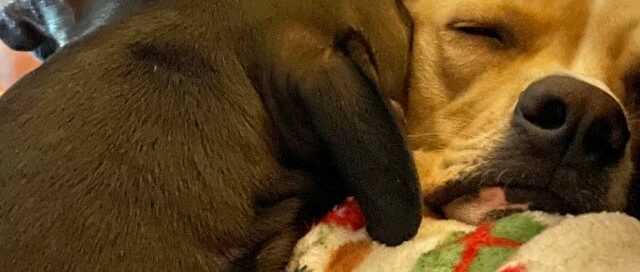 Lorenzo (Lomax) sleeping head to head with his new canine sibling.