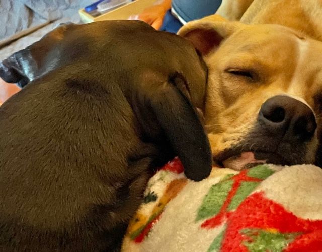 Lorenzo (Lomax) sleeping head to head with his new canine sibling.