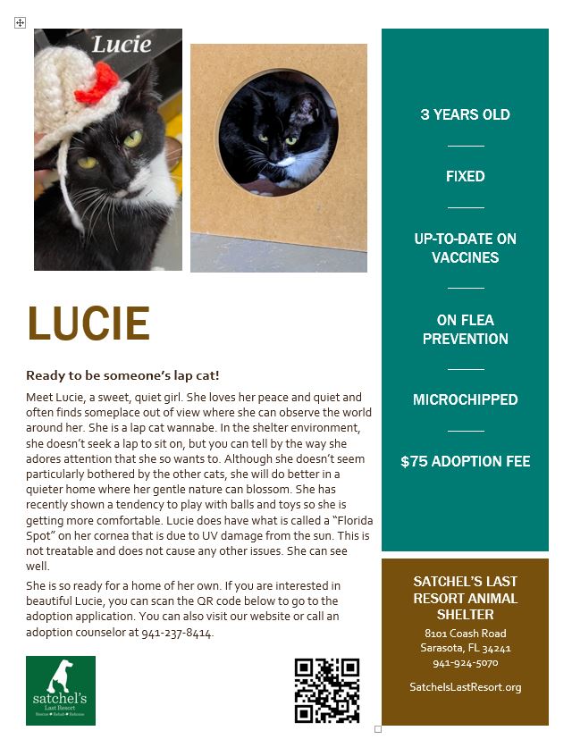 Lucie flyer with cat details.