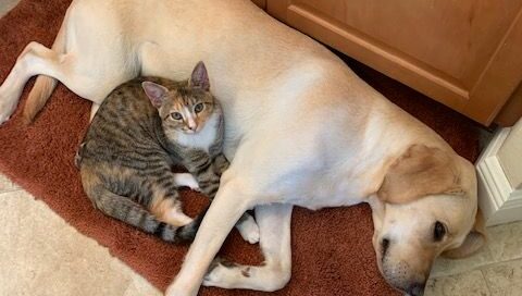 Misty laid against her canine brother's belly.