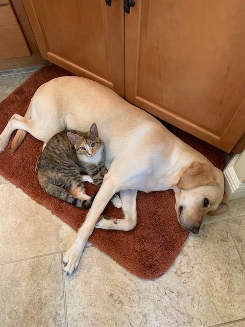 Misty laid against her canine brother's belly.