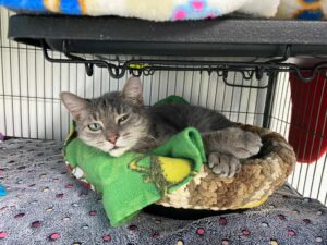 Munchkin Longtail snuggled on his bed.