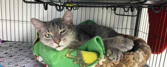 Munchkin Longtail snuggled on his bed.