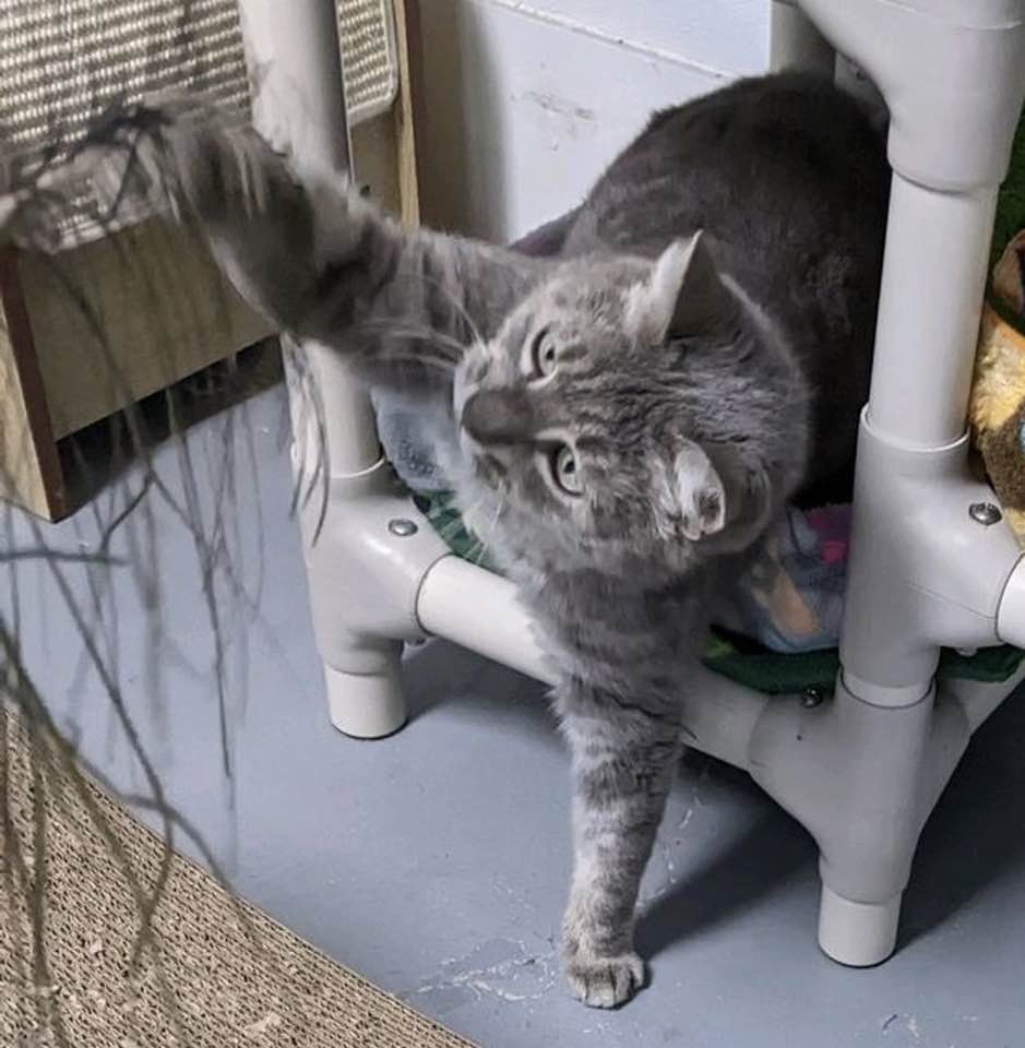 Munchkin on a bed, paw reaching out.