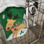 Peppy looking out of her kennel door, stocking hanging.