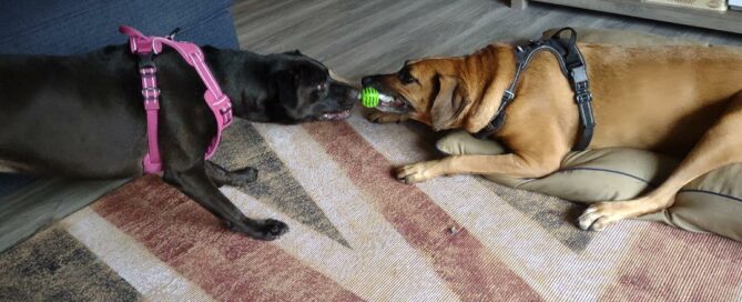 Piper playing tug of war with her new canine sibling.