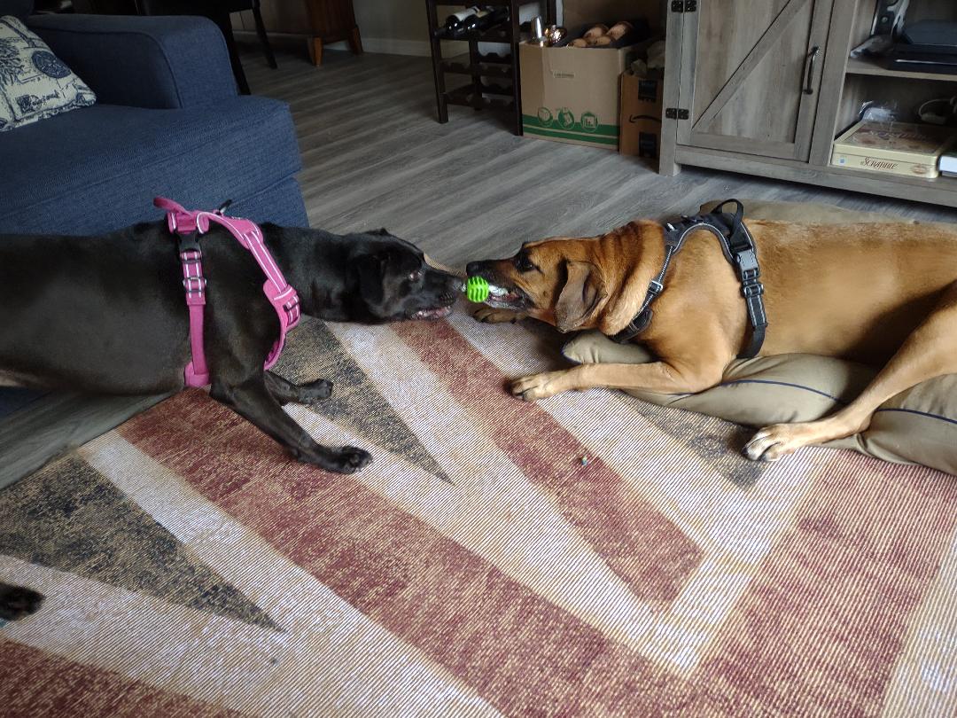 Piper playing tug of war with her new canine sibling.