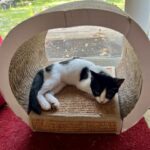 Stella in a cat tunnel bed.