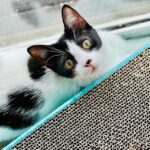 Stella peeping at the camera from behind a scratching pad.